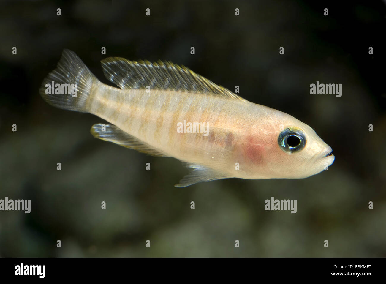 Multistriped Tanganjika Shell Cichlid (Neolamprologus Multifasciatus), Schwimmen Stockfoto
