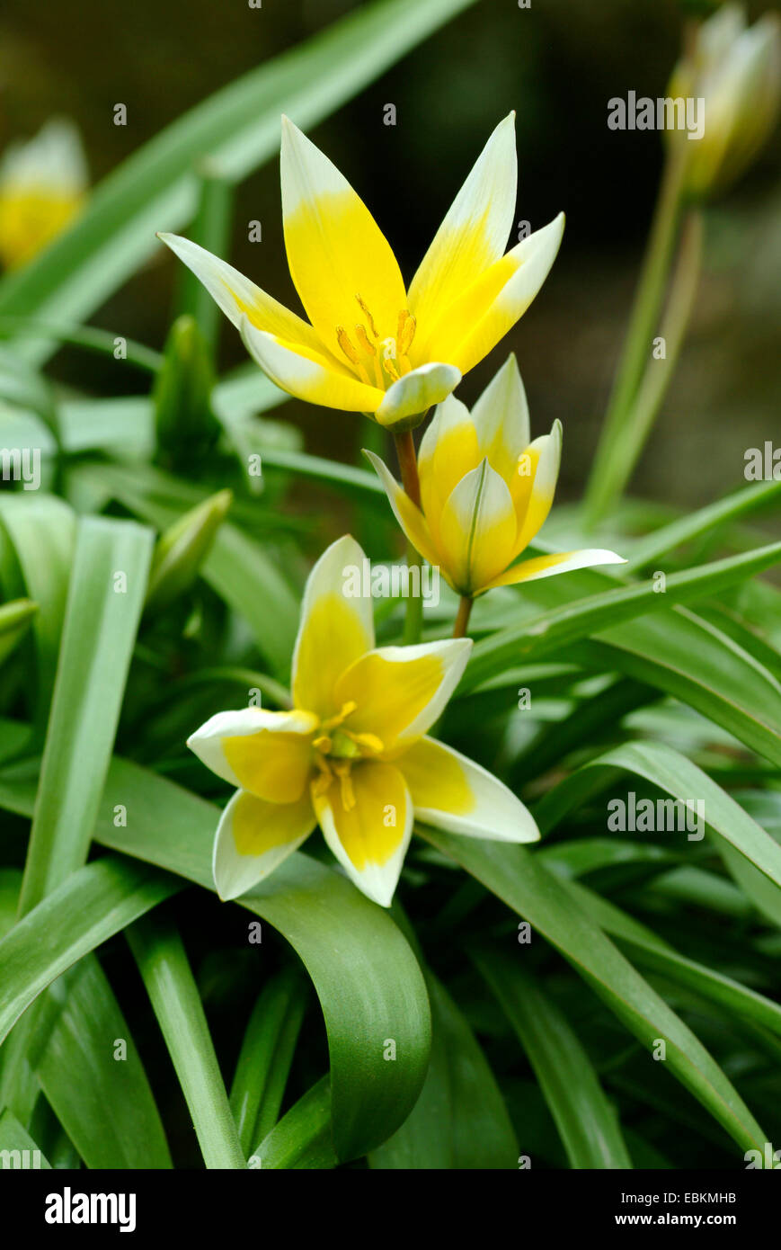Tarda-Tulpe (Tulipa Tarda), blühen, späte Tulpe Stockfoto