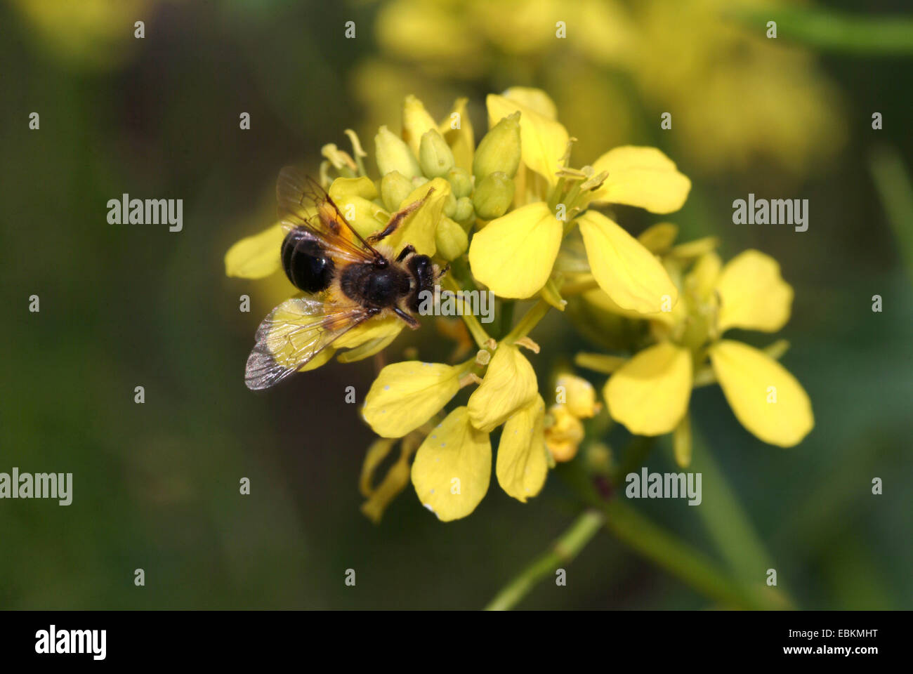 Ackersenf, Bereich Senf, Mais-Senf (Sinapis Arvensis), Blütenstand mit Insekt, Deutschland Stockfoto