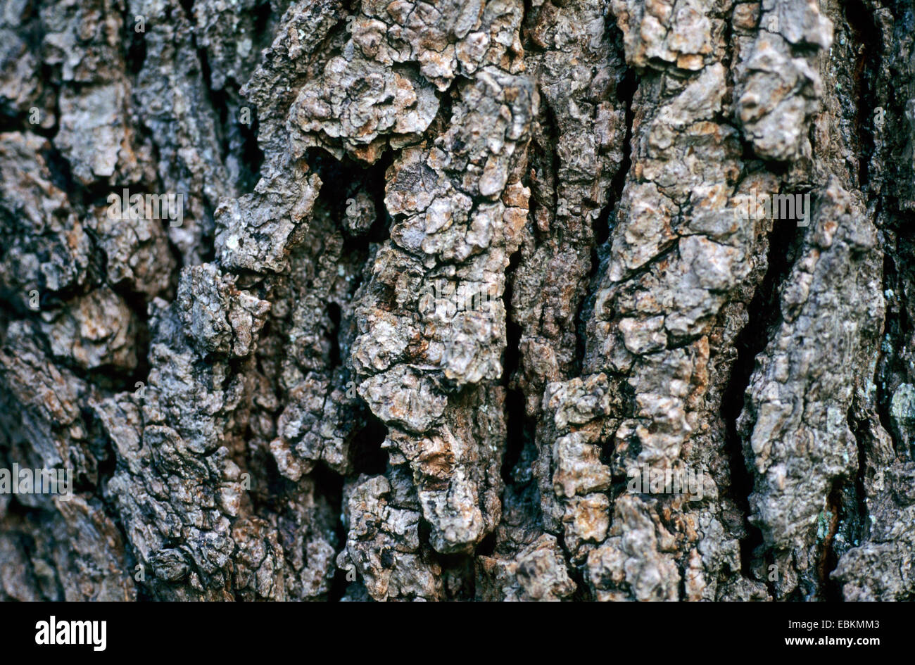 Ungarische Eiche, italienische Eiche (Quercus Frainetto), Rinde Stockfoto