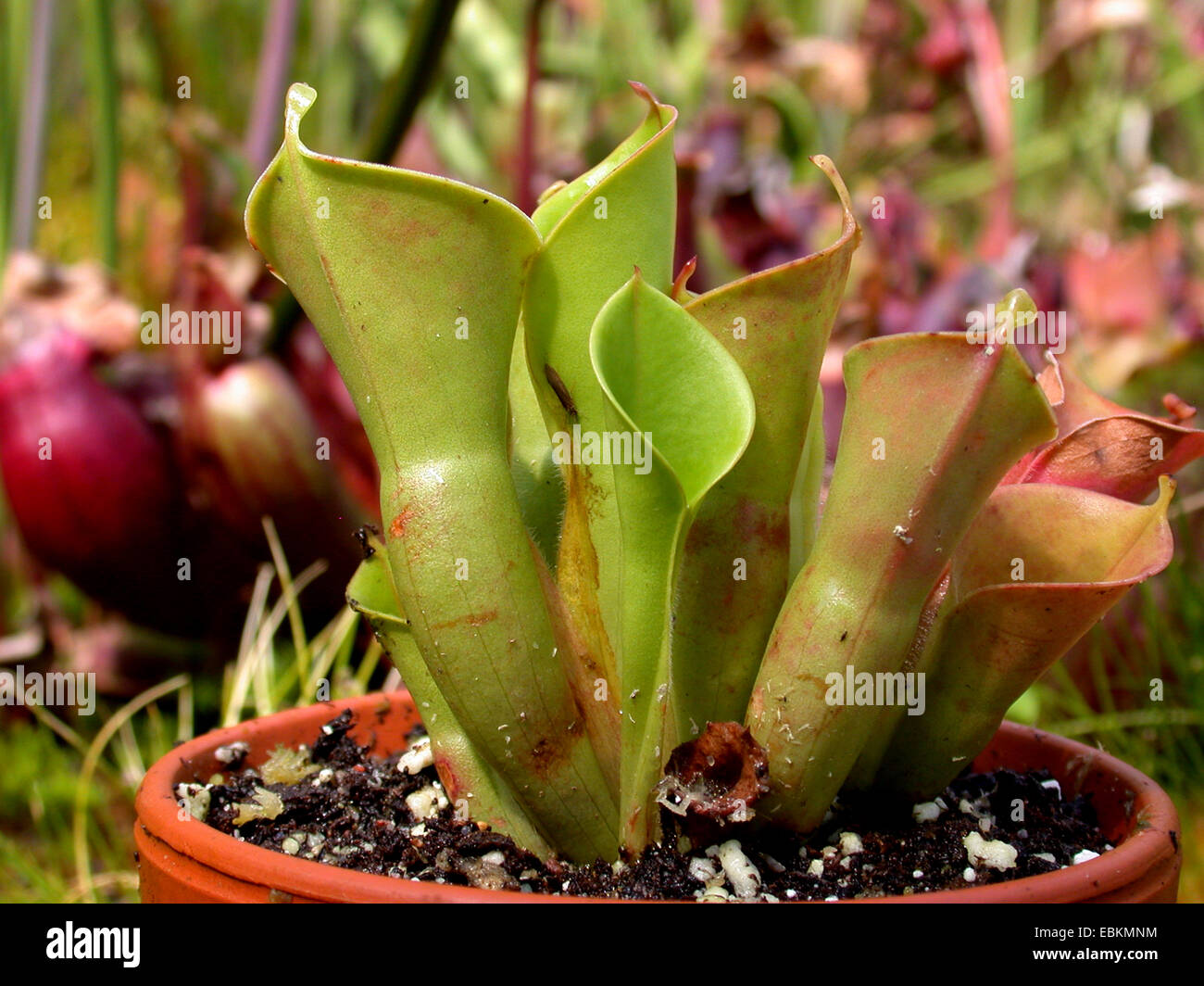 Sonne-Krug (Heliamphora Nutans), fleischfressende Pflanze, Krug fallen Stockfoto