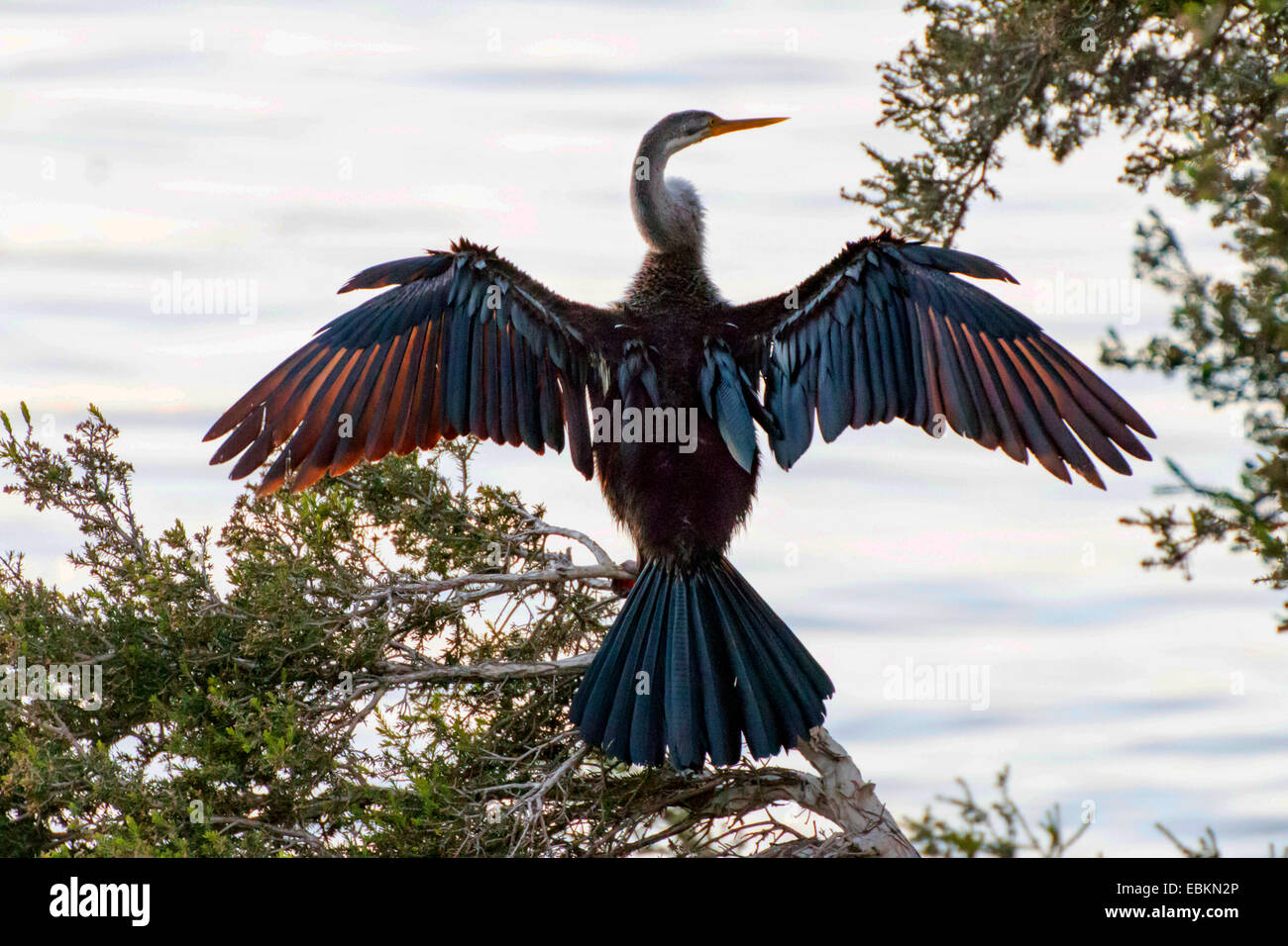 Australische Darter (Anhinga Novaehollandiae), Trocknung ist Flügel, Australia, Western Australia Stockfoto