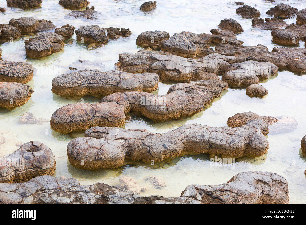 Stromatolithen in Shark Bay, Australien, westlichen Weintransporte, Hameln Stockfoto