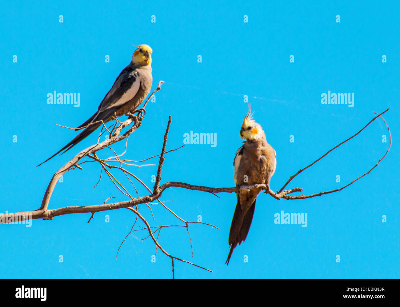 Nymphensittich (Nymphicus Hollandicus), zwei Nymphensittiche auf einem Zweig, Australia, Western Australia, Paraburdoo Stockfoto