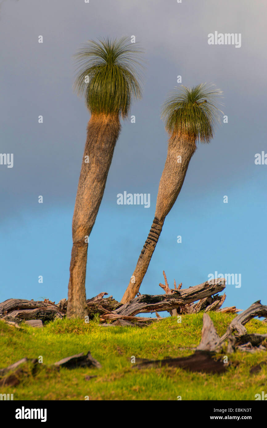 Rasen Sie, Baum, Black Boy (Xanthorrhoea spec.), Grasbäume, Western Australia, Australien, Dänemark Stockfoto