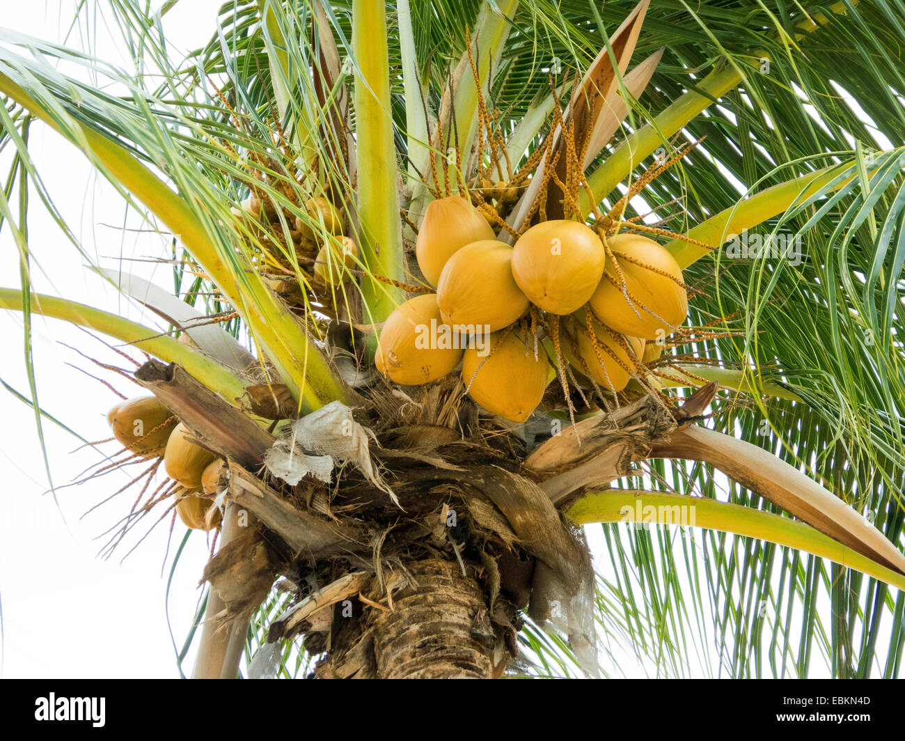 Kokospalme (Cocos Nucifera), mit Früchten, Singapur Stockfoto