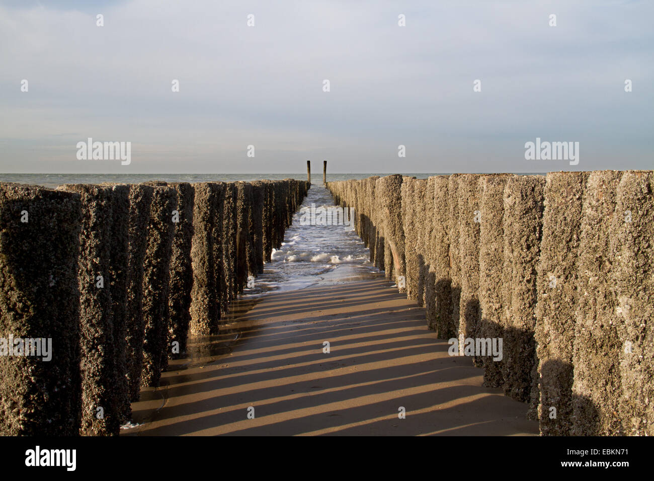 Küstenschutz: Doppelreihe von Holzmasten, mit Entenmuscheln, an einem Strand in den Niederlanden gezüchtet Stockfoto
