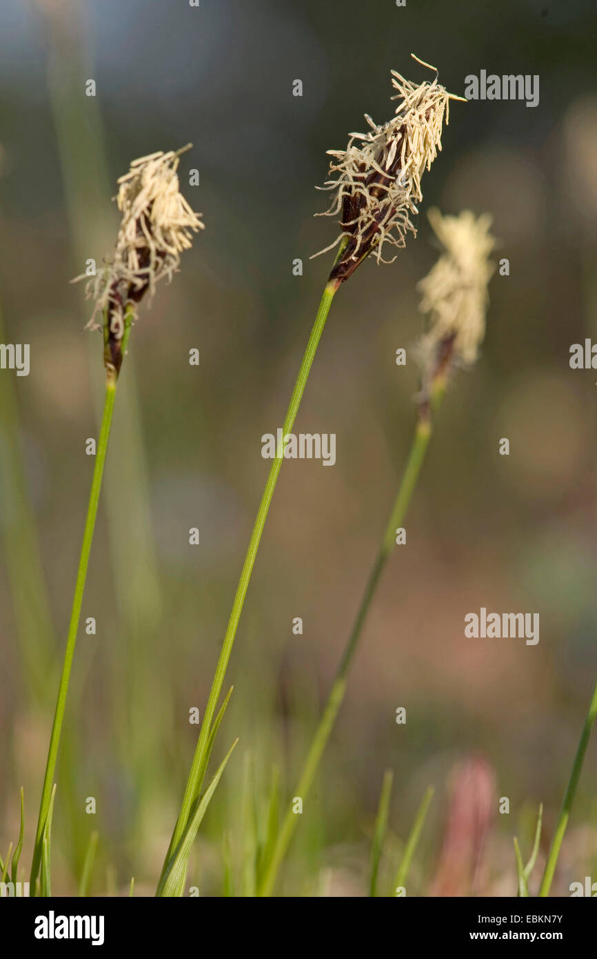Soft-leaved Segge, Berg-Segge (Carex Montana), Blütenstände, Deutschland Stockfoto