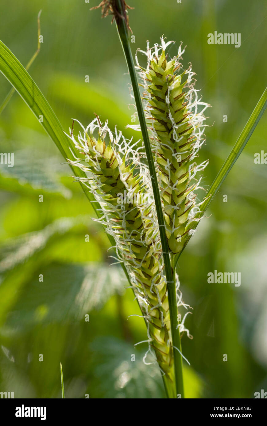Blase-Segge, aufgeblasenen Segge (Carex Vesicaria), weibliche Ährchen, Deutschland Stockfoto
