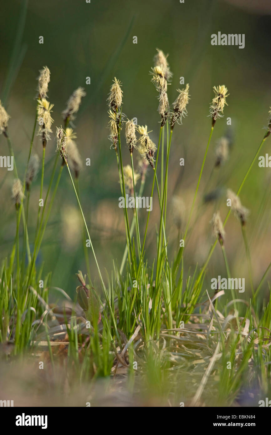 Soft-leaved Segge, Berg-Segge (Carex Montana), blühen, Deutschland Stockfoto