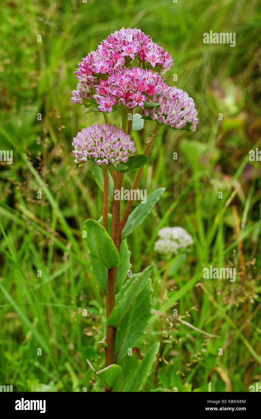 Indigen Fetthenne, Garten, Mauerpfeffer, Live-forever Fetthenne (Sedum Telephium, Hylotelephium Telephium), blühen, Deutschland, Nordrhein-Westfalen Stockfoto