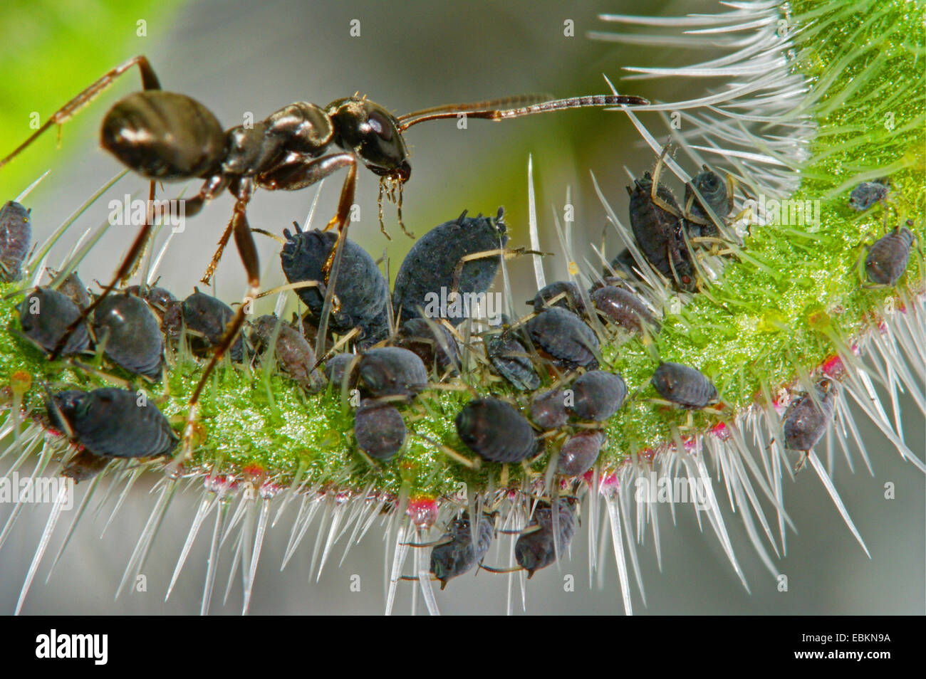 Ameisen (Ameisen), Ant Melking Blattläuse, Deutschland, Nordrhein-Westfalen Stockfoto