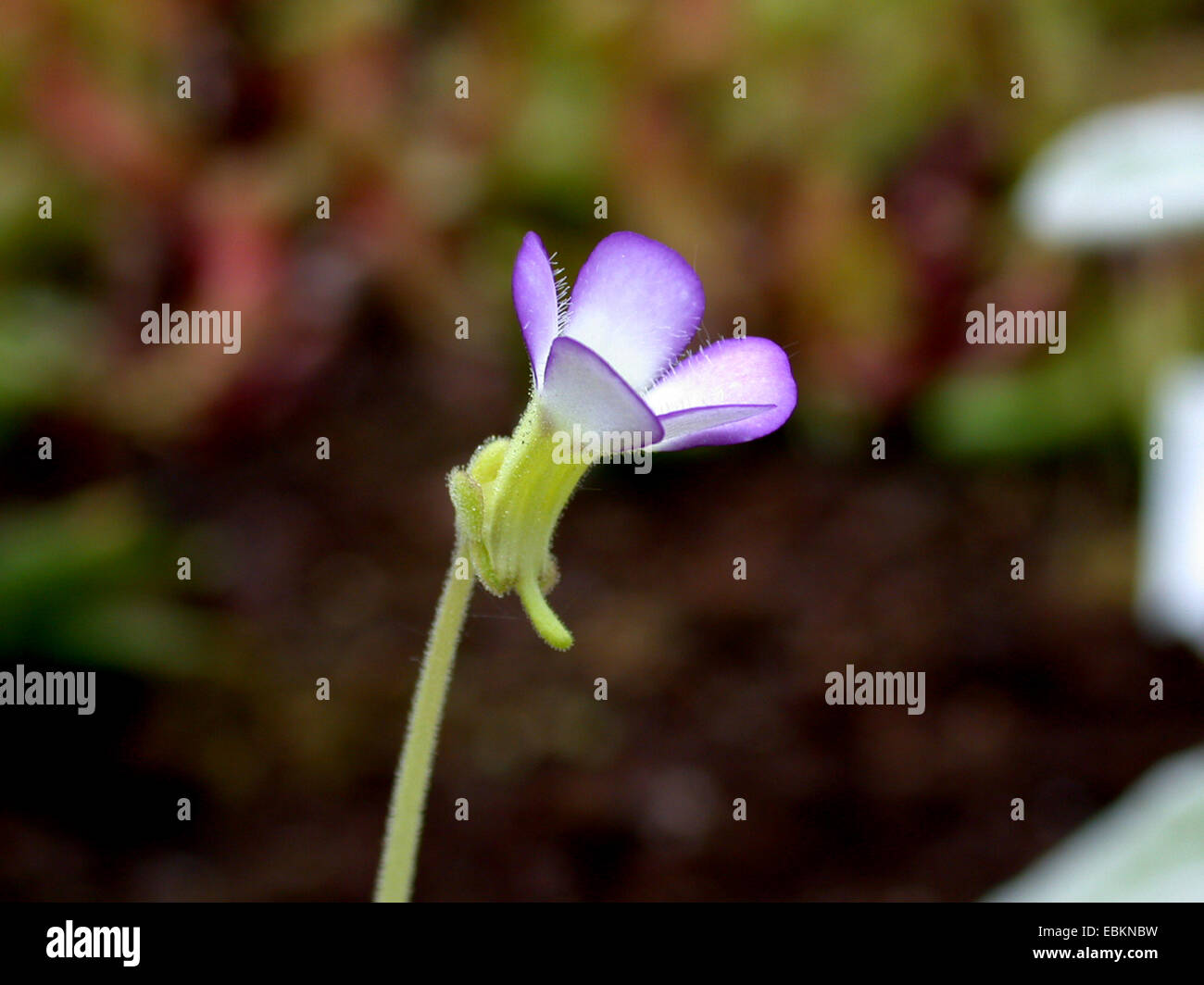 Fettkraut (Pinguicula Agnata), Blume Stockfoto