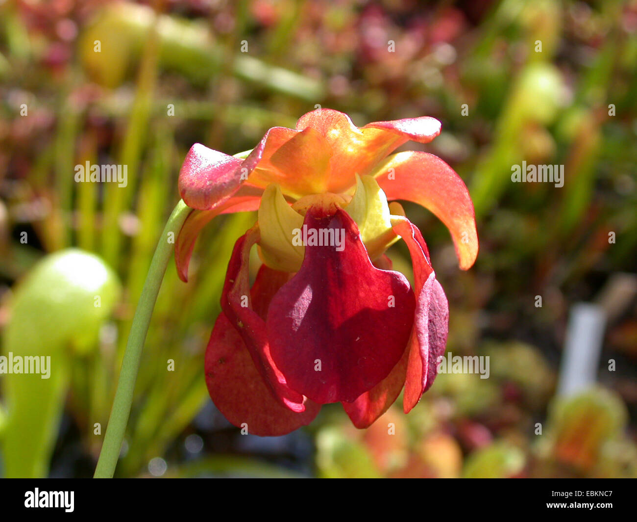 Sweet-Schlauchpflanze (Sarracenia Rubra), Blume Stockfoto