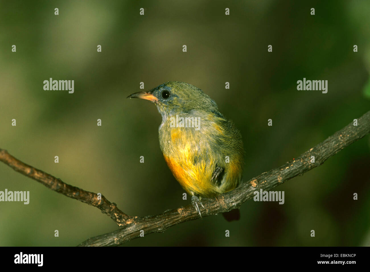 Orange-bellied Flowerpecker (Dicaeum Trigonostigma), weibliche sitzt auf einem Blatt Stockfoto