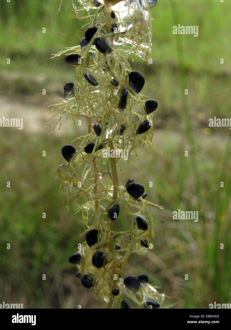 westlichen stehenden (Utricularia Australis), Pflanzen mit gefüllten fallen, Deutschland, Nordrhein-Westfalen Stockfoto