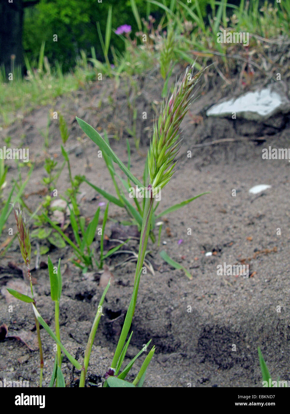 jährlichen Frühlings-Rasen (Anthoxanthum Aristatum (= Anthoxanthum Puellii)), in einen Sandplatz, Deutschland, Nordrhein-Westfalen Stockfoto