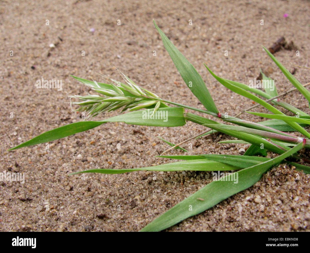 jährlichen Frühlings-Rasen (Anthoxanthum Aristatum (= Anthoxanthum Puellii)), in einen Sandplatz, Deutschland, Nordrhein-Westfalen Stockfoto