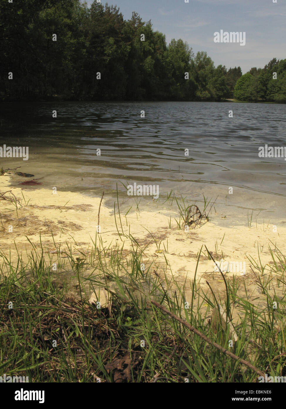 Föhre, Kiefer (Pinus Sylvestris), Massen von Pollen auf einem Teich-Ufer, Deutschland, Nordrhein-Westfalen Stockfoto