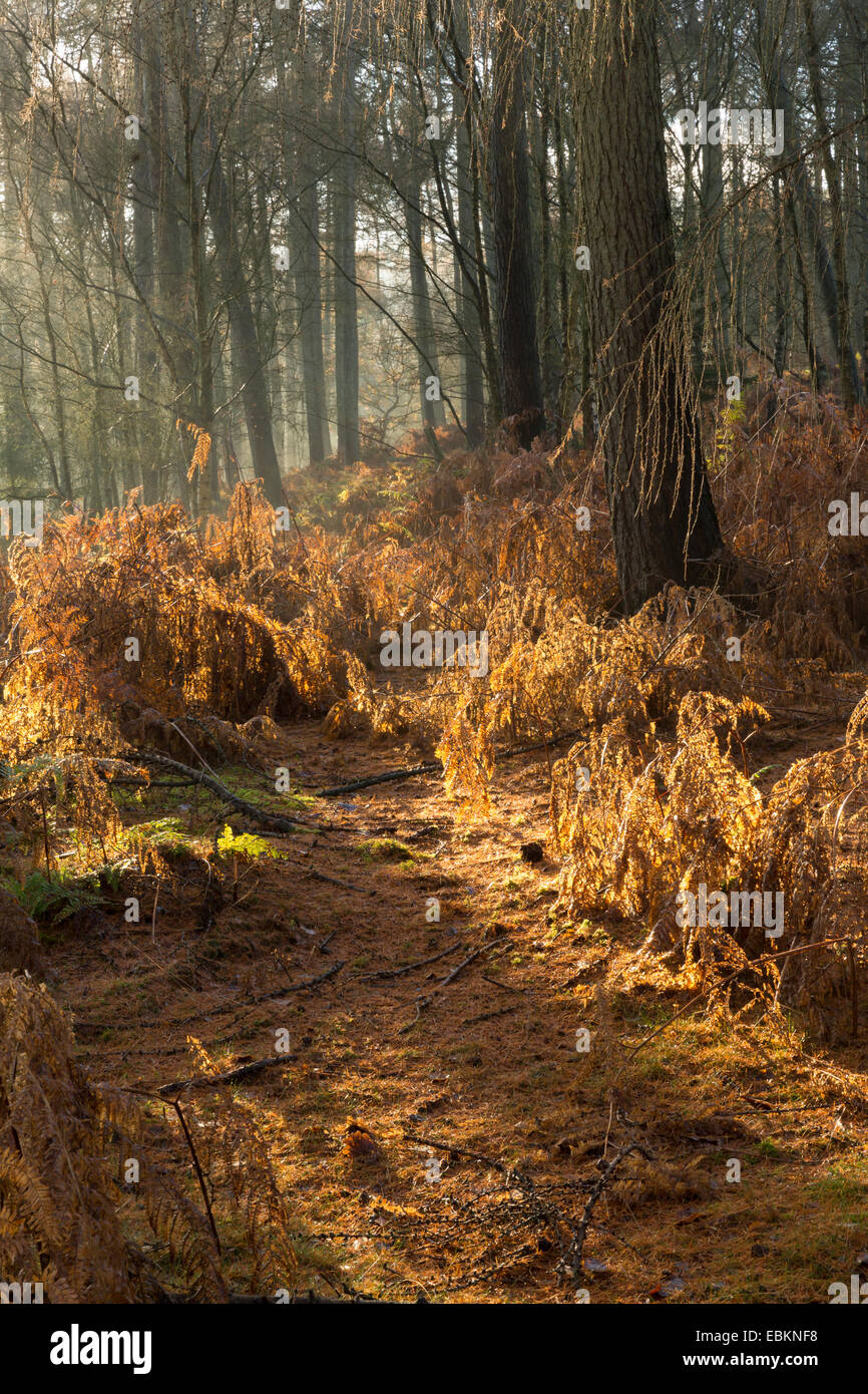 Wald-Pfad bei Yearsley Teichen und Wäldern in North Yorkshire. Stockfoto
