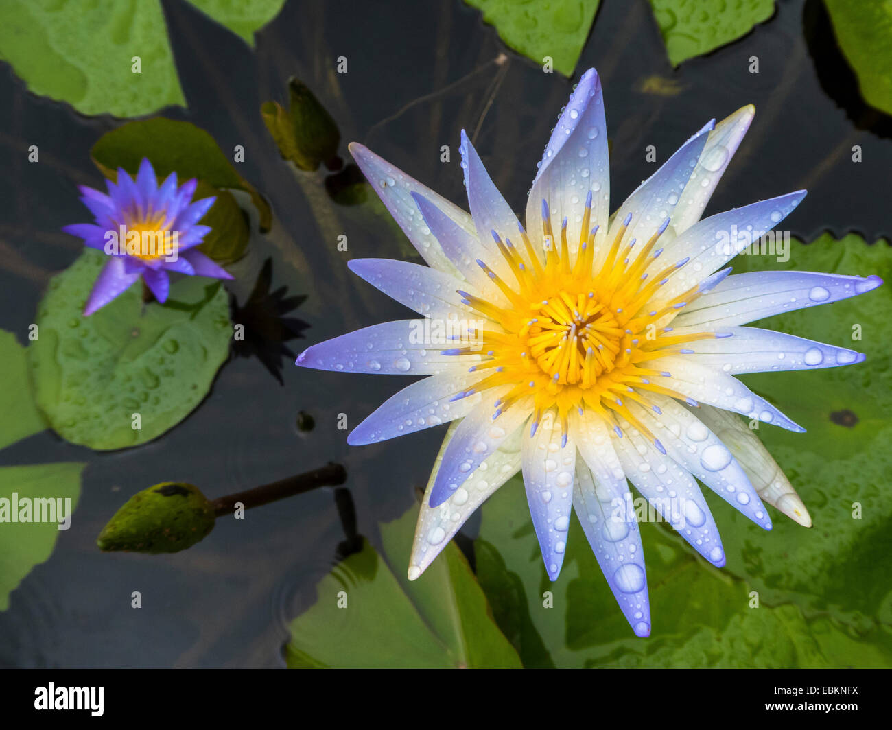 Seerose, Lily Pond (Nymphaea spec.), Blume mit Regentropfen, Singapur Stockfoto Seerose, Lily Pond (Nymphaea spec.), Blume mit Regentropfen, Singapur Stockfoto