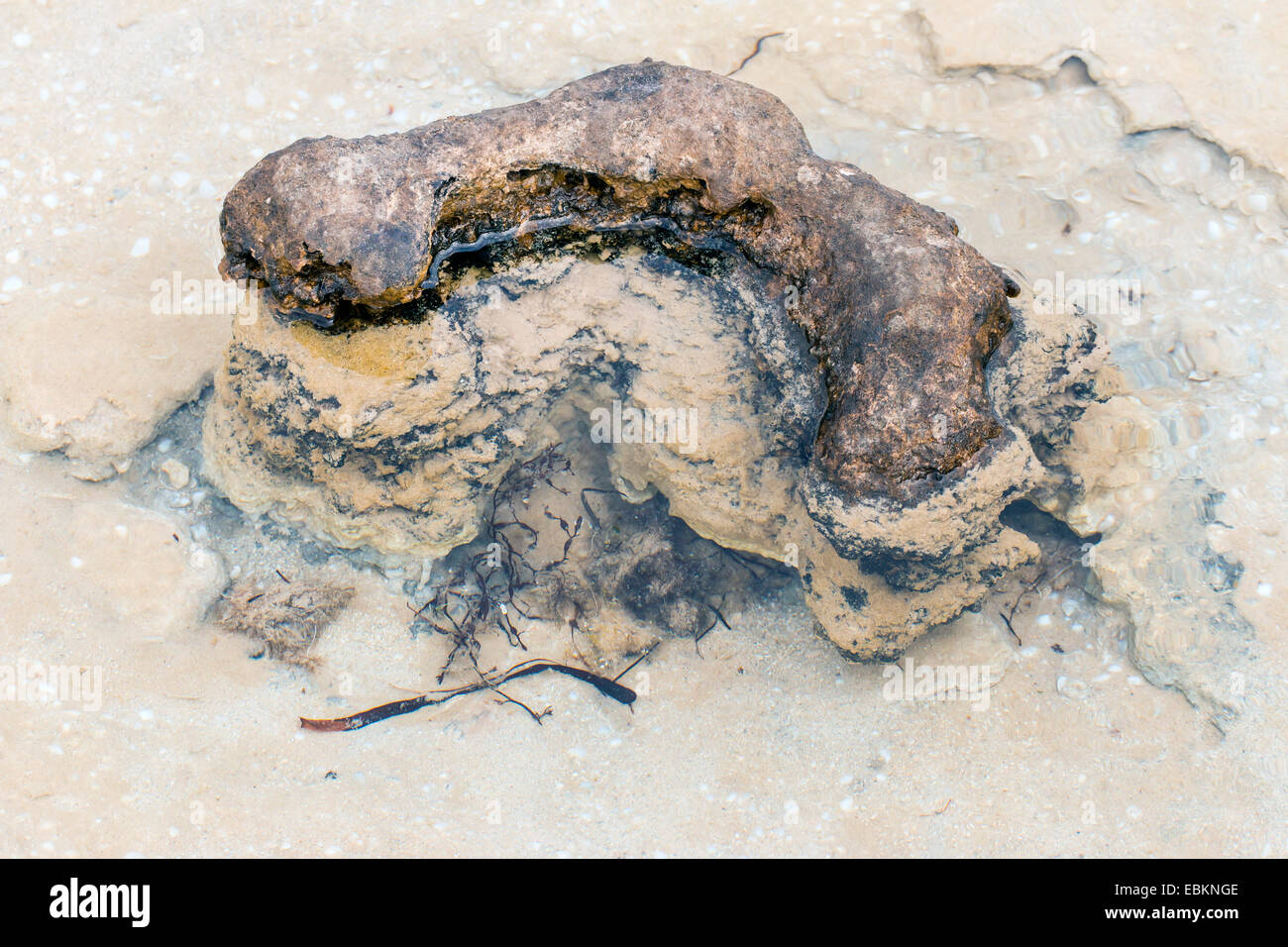Stromatolithen in Shark Bay, Australien, westlichen Weintransporte, Hameln Stockfoto