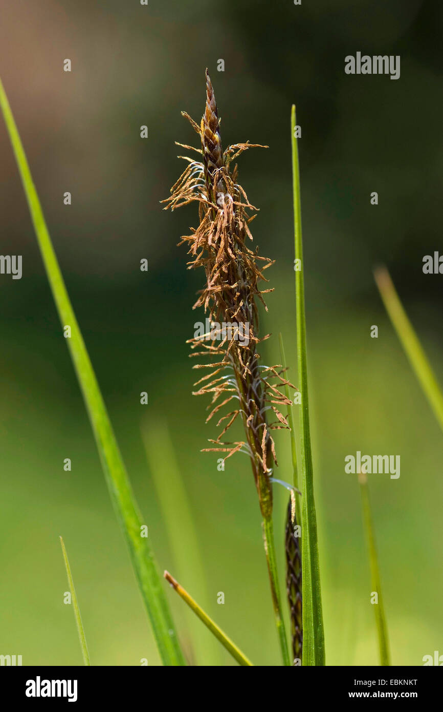 Blase-Segge, aufgeblasenen Segge (Carex Vesicaria), männliche Ährchen, Deutschland Stockfoto
