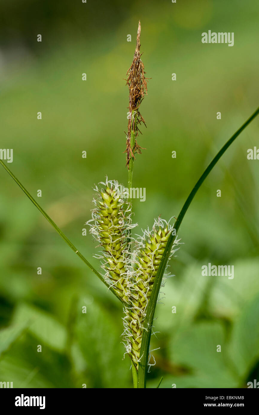 Blase-Segge, aufgeblasenen Segge (Carex Vesicaria), weibliche und männliche Ährchen, Deutschland Stockfoto