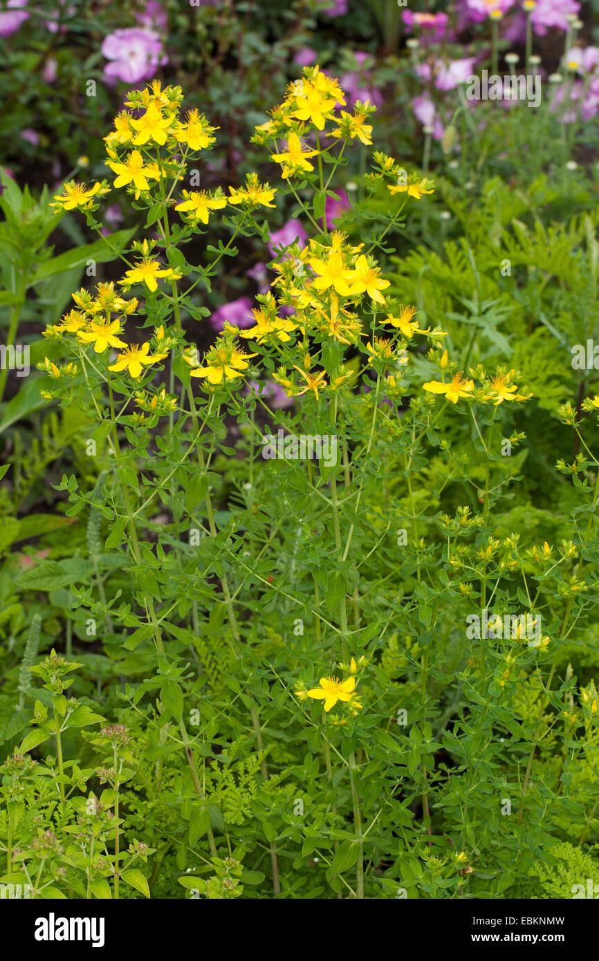Perforieren Sie gemeinsamen St-Johanniskraut, St-Johanniskraut, Klamath Weed-Johanniskraut (Hypericum Perforatum), blühen, Deutschland Stockfoto