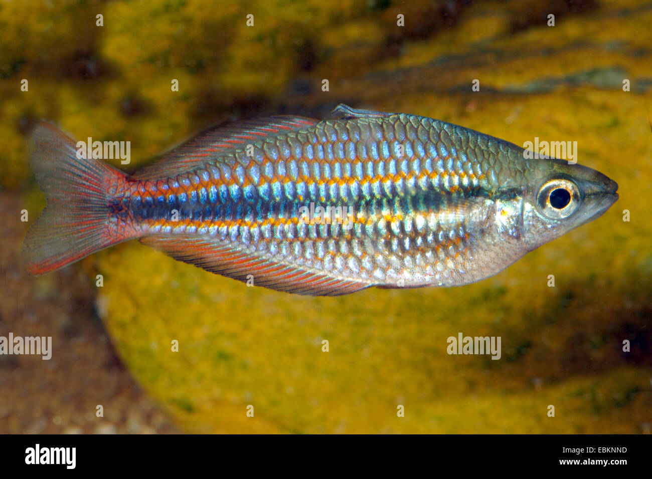 Goyder River Regenbogenfisch (Melanotaenia Trifasciata), in voller Länge-format Stockfoto