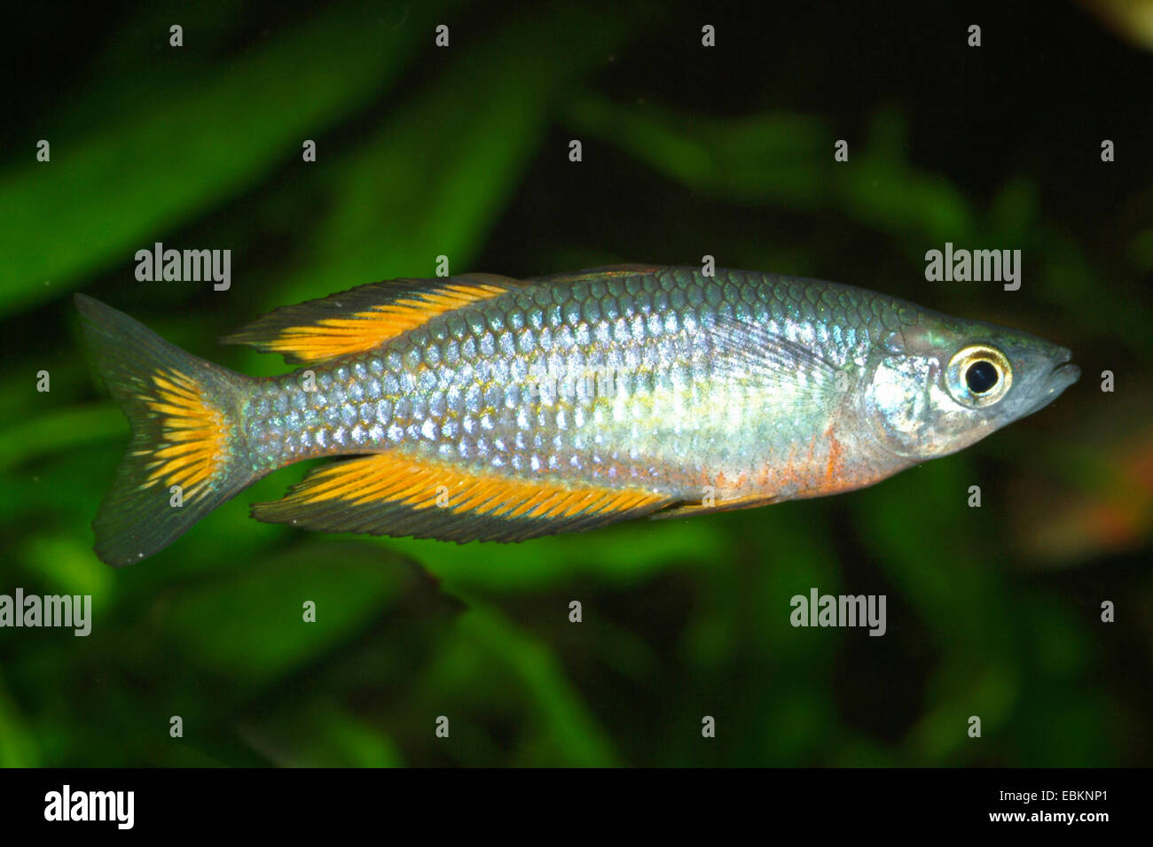 Parkenson der Regenbogenfisch, Parkenson Rainbowfish (Melanotaenia Parkinsoni), in voller Länge portrait Stockfoto
