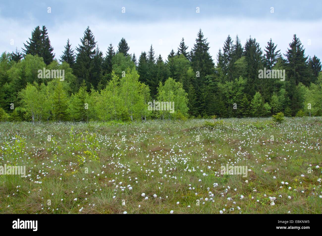 Hochmoor-Landschaft in der Nähe von Rochhusfeld mit Wollgras, Deutschland, Bayern, Oberbayern, Oberbayern, Bad Kohlgrub Stockfoto