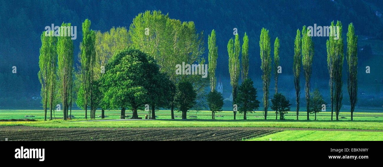 Lombardei-Pappel (Populus Nigra var. Italica, Populus Nigra 'Italica', Populus Italica, Populus Nigra Italica), Baum-Zeile am Ahrn Tal, Italien, Südtirol, Sand in Taufers Stockfoto