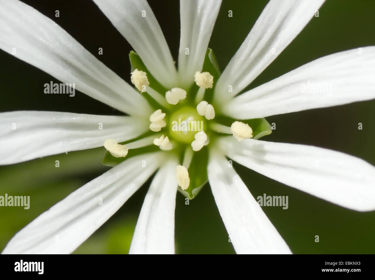 Wasser Vogelmiere, Wasser Hahnenfußgewächse, Riesen-Vogelmiere (Myosoton Aquaticum, Stellaria Aquatica), Detail der Blüte mit Staubgefäßen, Deutschland, Nordrhein-Westfalen Stockfoto