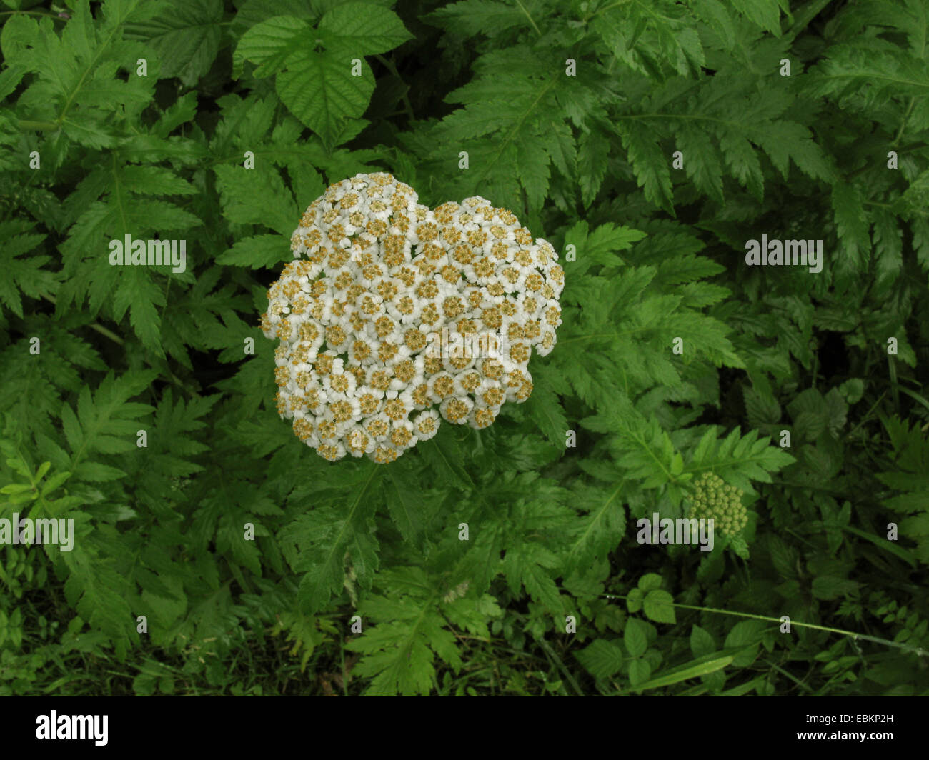 Rainfarn-Chrysantheme (Chrysanthemum Macrophyllum, Tanacetum Macrophyllum), blühen Stockfoto
