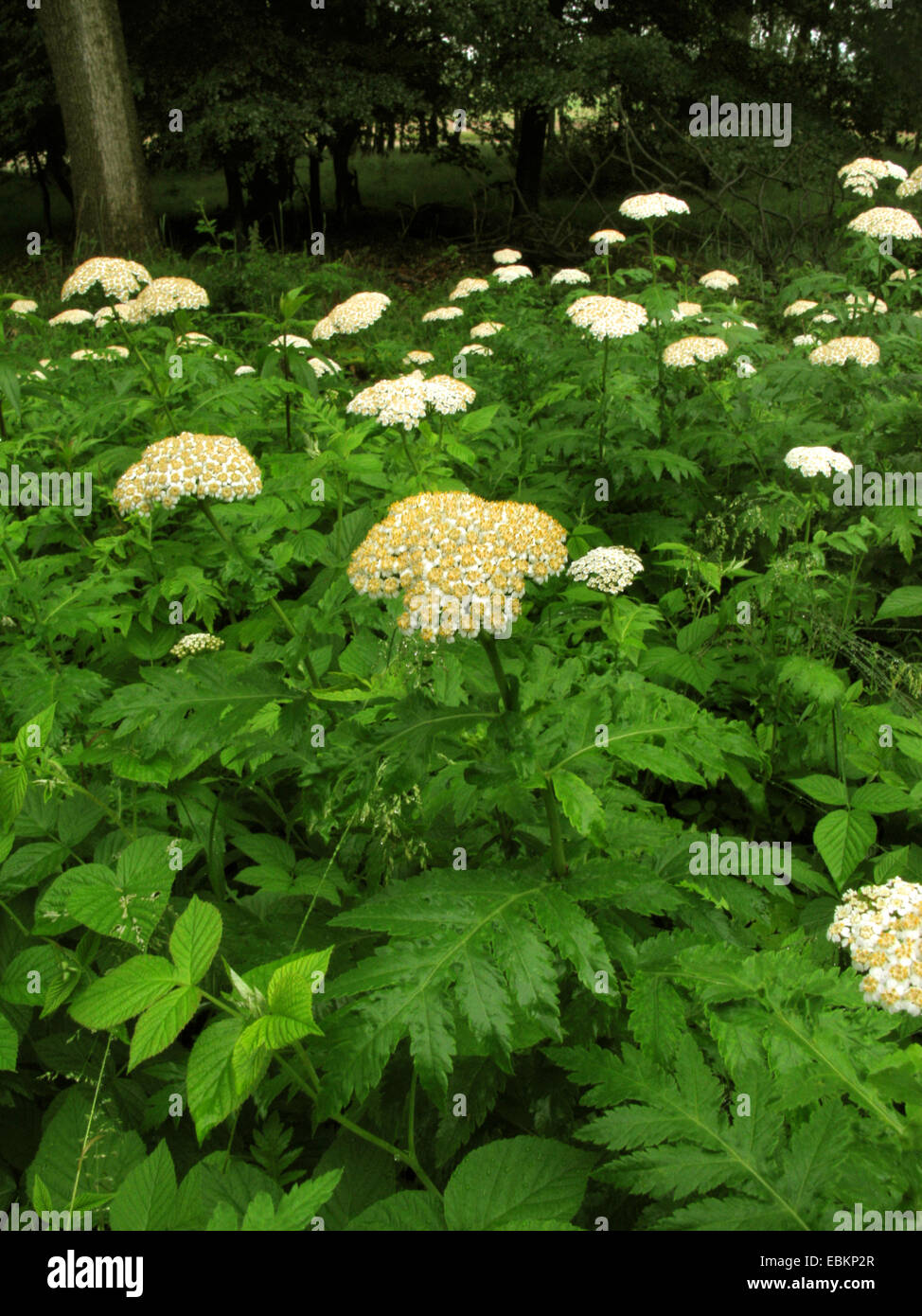 Rainfarn-Chrysantheme (Chrysanthemum Macrophyllum, Tanacetum Macrophyllum), blühen Stockfoto