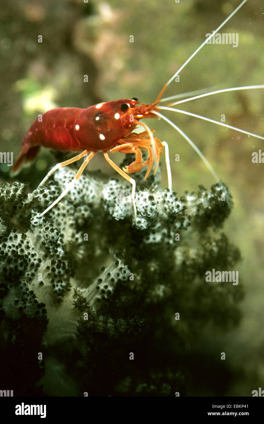 Feuer, Shrimps, Garnelen Blut, Scarlet Reiniger Garnelen (Lysmata Debelius), auf einer Koralle Stockfoto