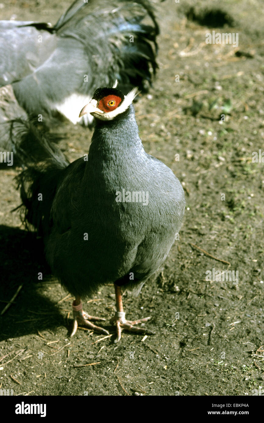 blauer eared Fasan (Crossoptilon Auritum), Frontansicht Stockfoto