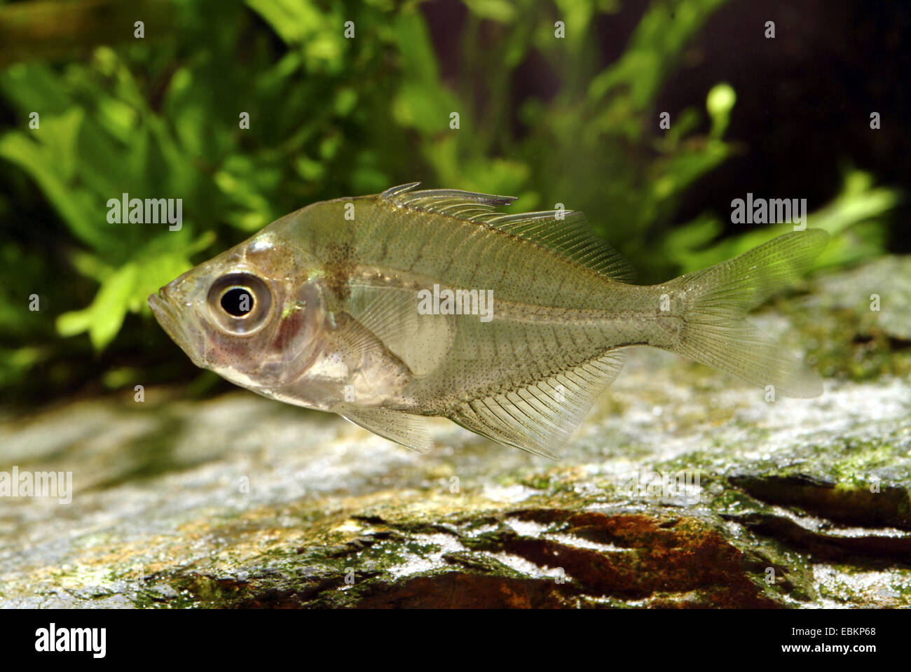 Siam-Perchlet (Parambassis Siamensis), Schwimmen Stockfoto