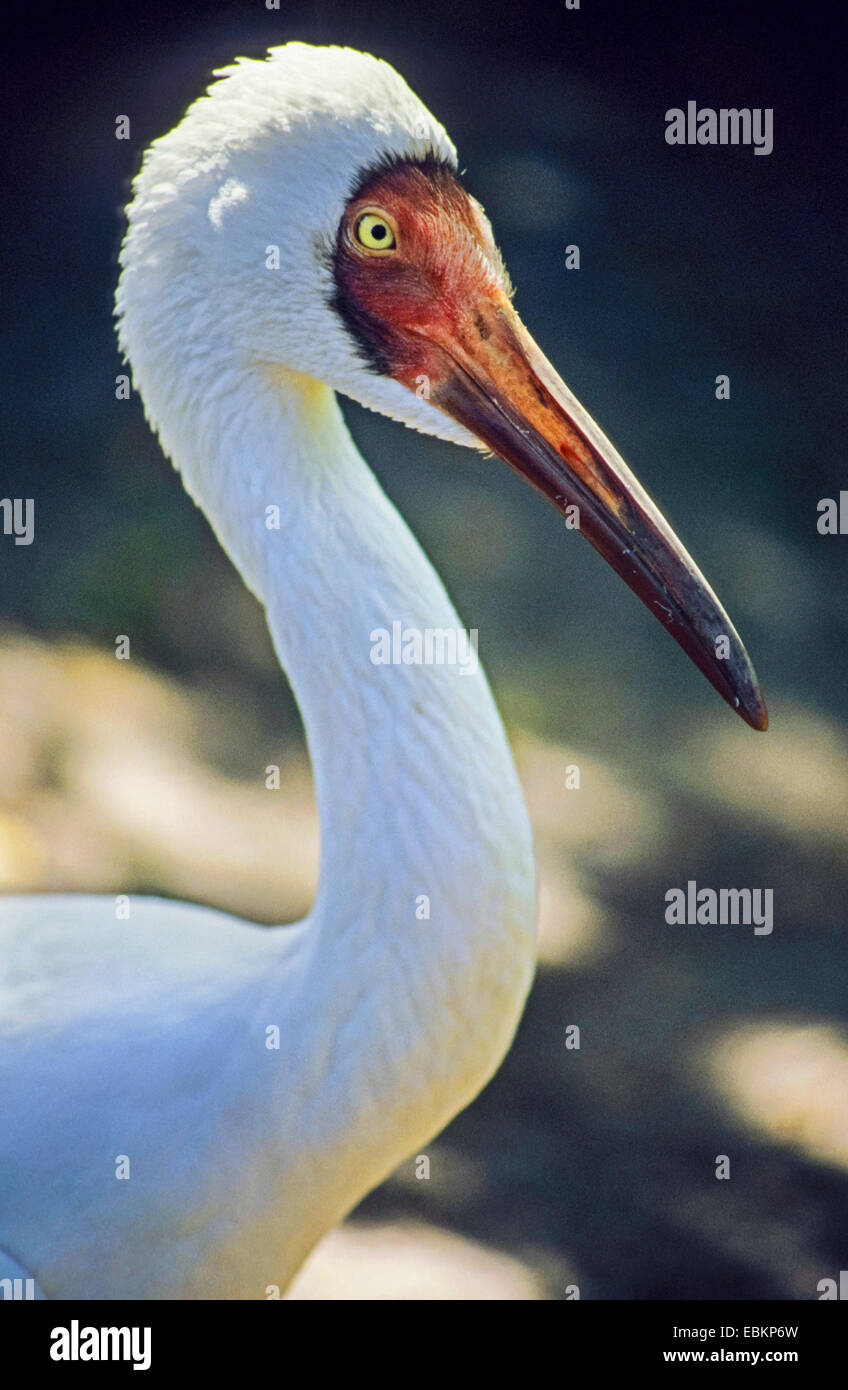 Sibirischer Kranich, Siberian White Crane, Schnee Kranich (Grus Leucogeranus), portrait Stockfoto