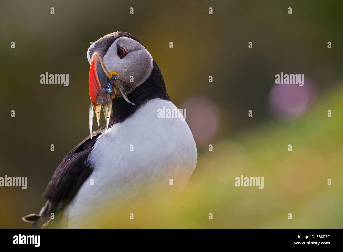 Papageitaucher, gemeinsame Papageientaucher (Fratercula Arctica), mit Gefangenen Sandaalen in der Rechnung, Shetland-Inseln, Fair Isle, Schottland, Vereinigtes Königreich Stockfoto