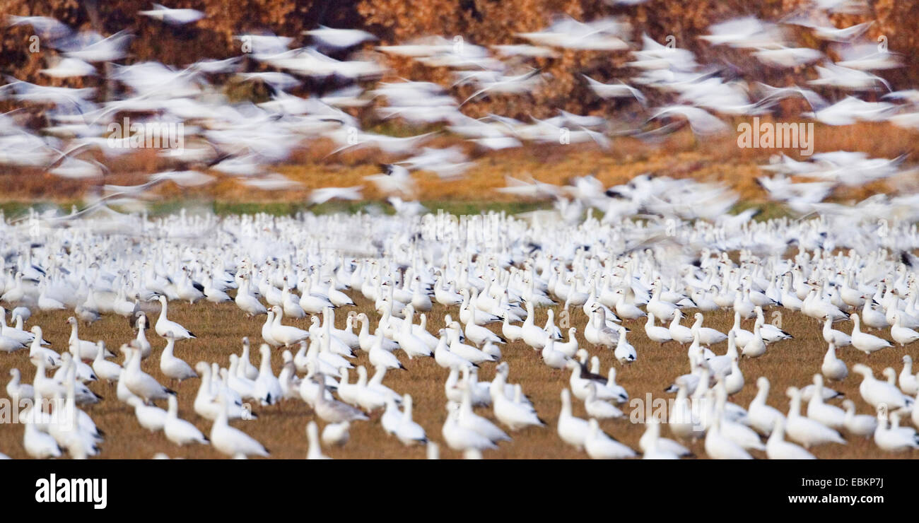 Snow Goose (Anser Caerulescens Atlanticus, Chen Caerulescens Atlanticus