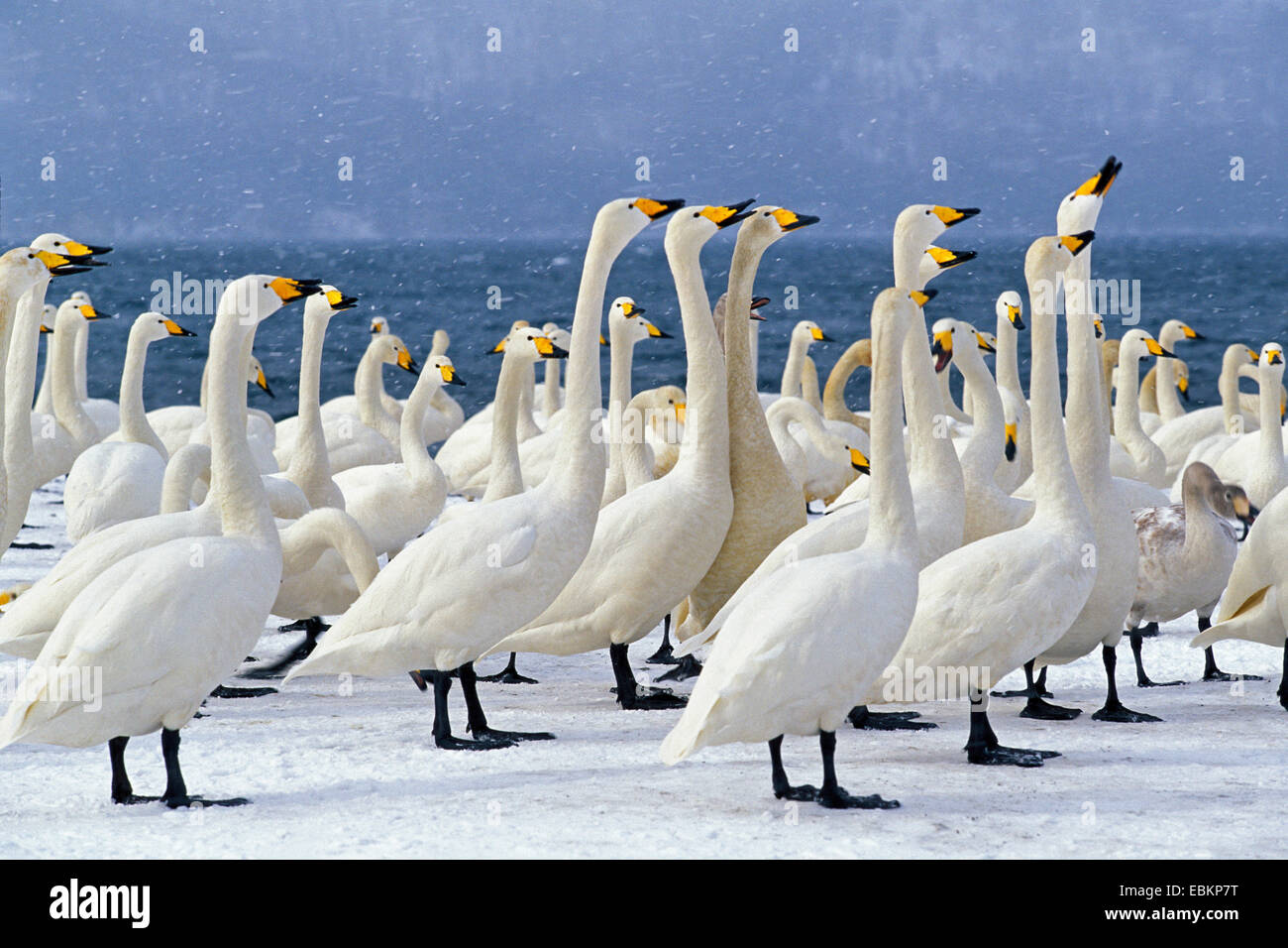 Singschwan (Cygnus Cygnus), Überwinterung, Hokkaido, Japan, Kussharo-Ko Stockfoto