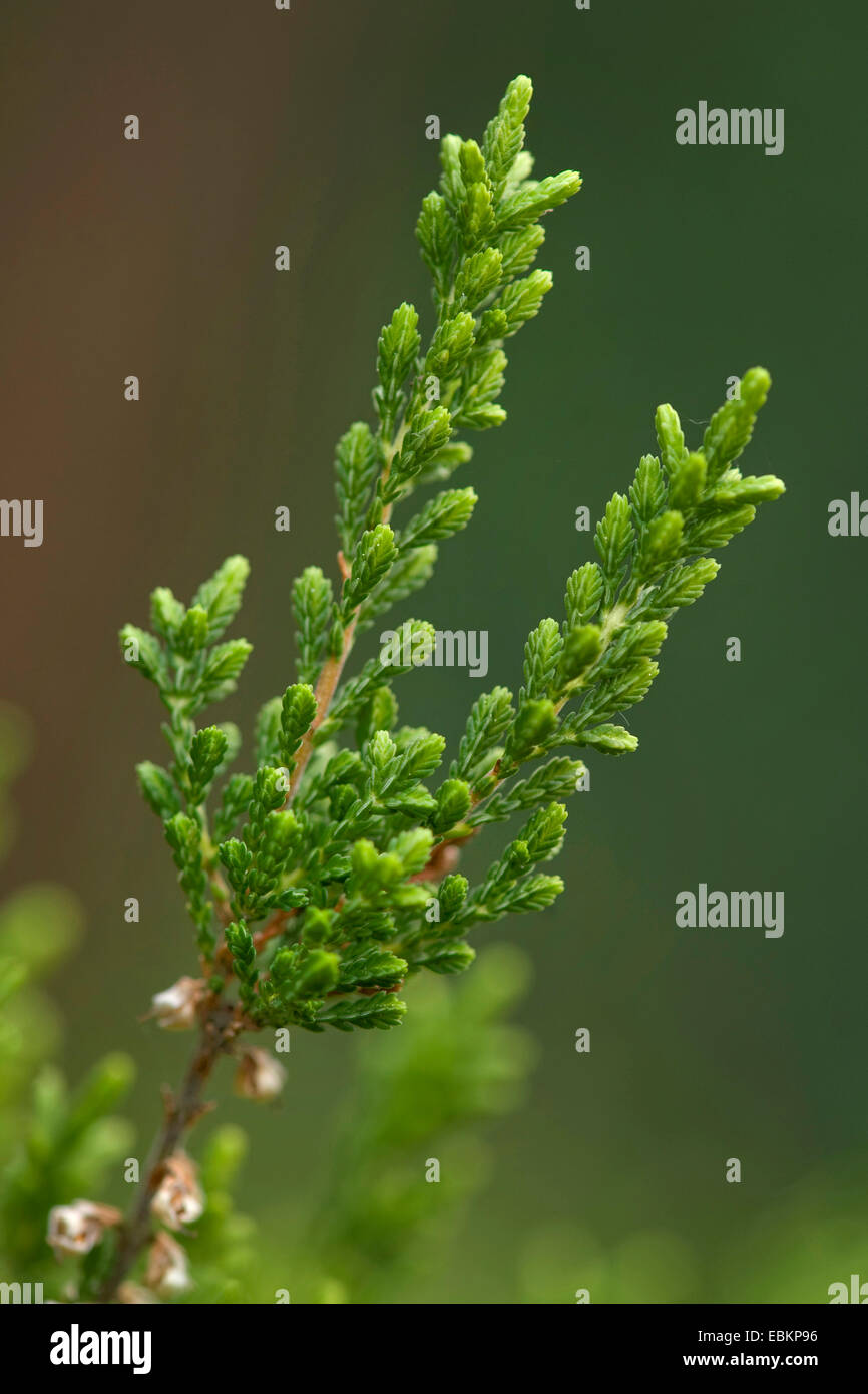 Gemeinsamen Heather, Ling, Heidekraut (Calluna Vulgaris), Zweig mit Blättern, Deutschland Stockfoto
