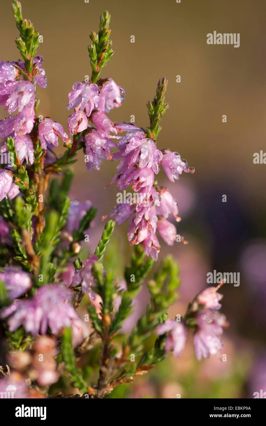 Gemeinsamen Heather, Ling, Heidekraut (Calluna Vulgaris), Zweig mit Blüten, Deutschland Stockfoto
