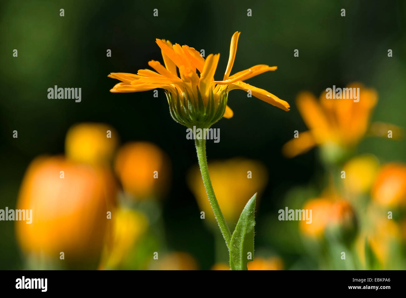 Garten-Ringelblume (Calendula Officinalis), Blume Stockfoto