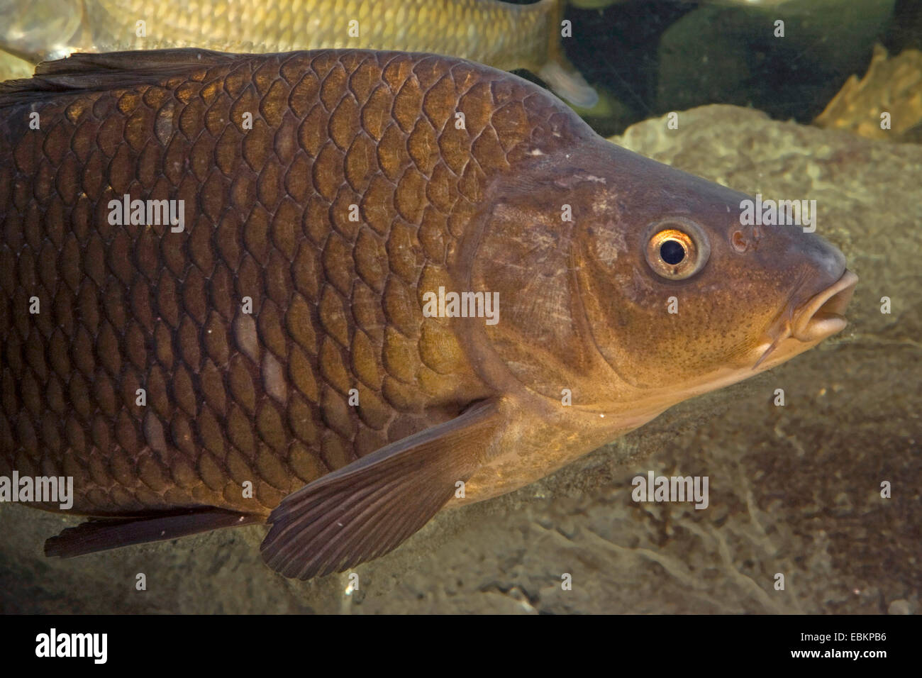 Grass Karpfen (Ctenopharyngodon Idella), Porträt Stockfoto