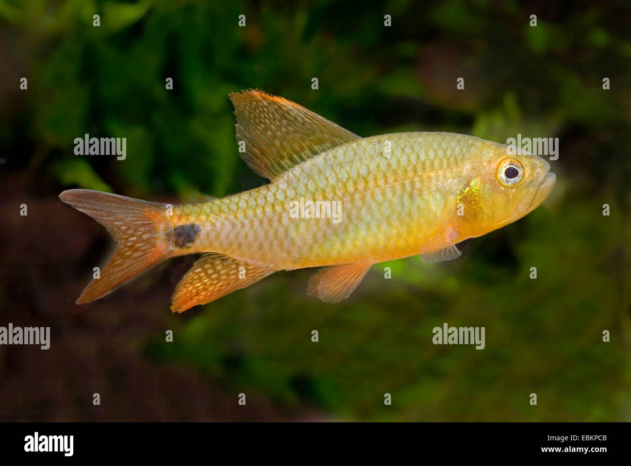 Segelkärpflinge Tetra (Crenuchus Spilurus), Schwimmen Stockfoto