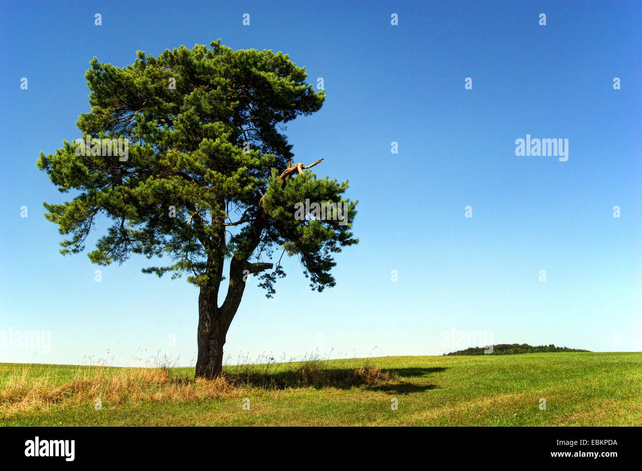 Föhre, Kiefer (Pinus Sylvestris), Baum stehend auf einem Hügel in einem Feld und Wiese Landschaft es die Eifel, Deutschland, Nordrhein-Westfalen, Eifel, Blankenheim Stockfoto