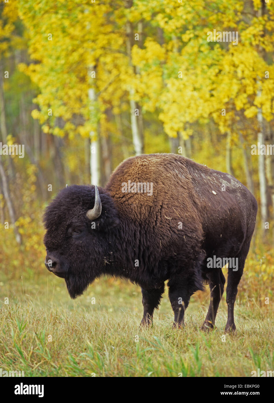 Amerikanische Bisons, Holz Bison, Büffel (Bison Bison Athabascae), stehend auf Wiese, Kanada Stockfoto
